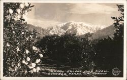 OIrange Groves and Snow Covered Peaks California Postcard Postcard Postcard