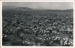 California Poppies Postcard