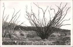 Ocotillo Cactus, California Desert Postcard Postcard Postcard