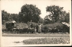 Goats pulling a small buggy Farming Postcard Postcard Postcard