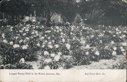 Largest Paeony Field in the World, Sarcoxie Missouri Postcard Postcard Postcard