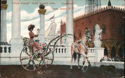 Trick Animal Track Around Lake, Dreamland, Coney Island Postcard