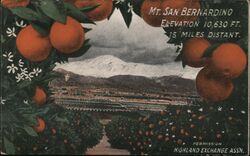 Mt. San Bernardino Orange Groves Postcard