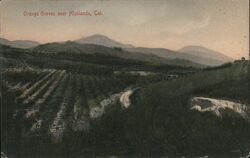 Orange Groves near Highlands, California Postcard