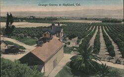 Orange Groves at Highland Postcard