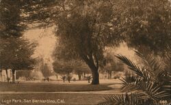 Lugo Park, San Bernardino California Postcard Postcard Postcard