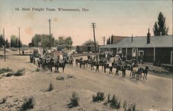 Mule Freight Team, Winnemucca Postcard