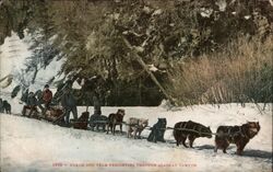 Yukon Dog Team Freighting Through Alaskan Canyon Dogs Postcard Postcard Postcard