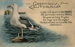 Greetings from California, Seagull Postcard