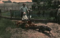 Gator Ride at the Ostrich Farm Postcard