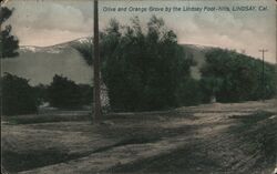 Olive and Orange Grove by the Lindsay Foot-hills Postcard