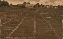 Prune Drying, Napa Co. California Postcard Postcard Postcard