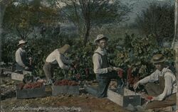 Fruitful California Picking Grapes Postcard