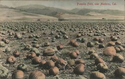 Pumpkin Field near Monterey Postcard