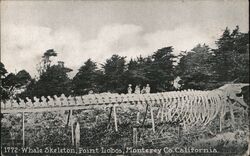 Whale Skeleton, Point Lobos Carmel, CA Postcard Postcard Postcard