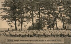 Cheap Range Makes Sheep Raising Attractive Postcard