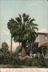 The Palms at Paraiso Hot Springs Postcard