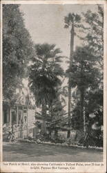 Tallest Palm, Paraiso Hot Springs Postcard