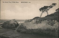 The Ostrich Tree, 17 Mile Drive Postcard