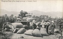 Weighing Hops after days picking Ukiah, CA Postcard Postcard Postcard