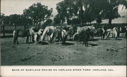 Band of Shetland Ponies on Hopland Stock Farm California Postcard Postcard Postcard