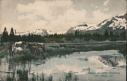 Horses on Tallac Meadows, Lake Tahoe California Postcard Postcard Postcard