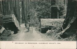 Driveway in Redwoods Postcard