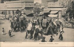 Maharaja's Elephants, Jaipur Postcard