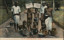 Collecting Rubber Seeds, Straits Settlements Postcard