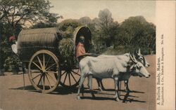 A Bullock Bandy, Madras Postcard