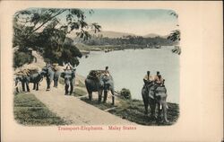 Transport-Elephants, Malay States Postcard