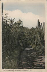 Cactus Road Curaçao D.W.I. Postcard