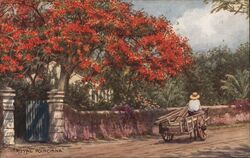 Royal Poinciana Tree, Bahamas Postcard