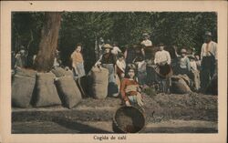 Costa Rica Coffee Harvest Postcard