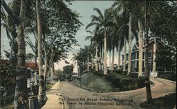 Royal Palms, Ancon Hospital Grounds Postcard