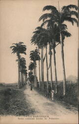 Martinique, Colonial Road Lined with Royal Palms Postcard