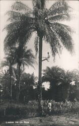 Climbing the Oil Palm, Nigeria, West Africa Postcard