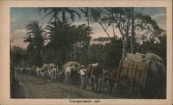 Transportando café, Costa Rica Coffee & Tea Postcard Postcard Postcard