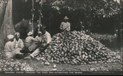 Trinidad Cocoa - Opening Pods & Extracting Beans Chocolate Postcard Postcard Postcard