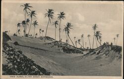 Sand Dunes, Silver Sands, Barbados Postcard