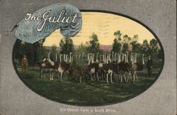 The Juliet - Our Ostrich Farm in South Africa Postcard