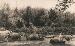 Captive Elephant Bathing Postcard