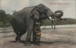 Temple Elephant, Ceylon Postcard