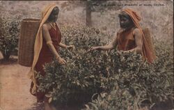 The Tea Bush, and Pluckers at Work, Ceylon. Postcard