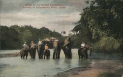 Group of Six Temple Elephants Bathing Postcard