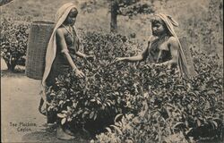 Tea Pluckers, Ceylon Postcard