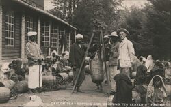 Ceylon Tea - Sorting and Weighing Tea Leaves at Factory Postcard