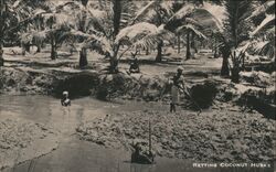 Retting Coconut Husks, Ceylon Sri Lanka Farming Postcard Postcard Postcard