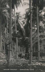 Ceylon Coconut - Harvesting Nuts Postcard