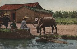 Formosa Peasant & Asiatic Dwelling Postcard